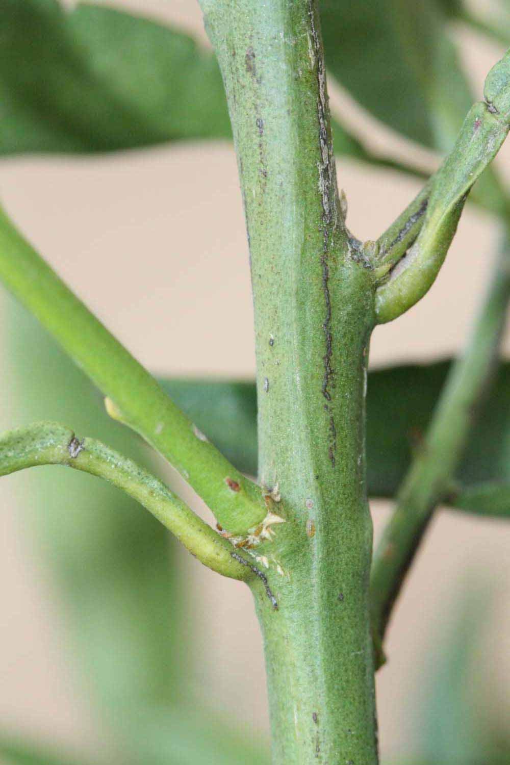            First year twig (Riverside, CA)   